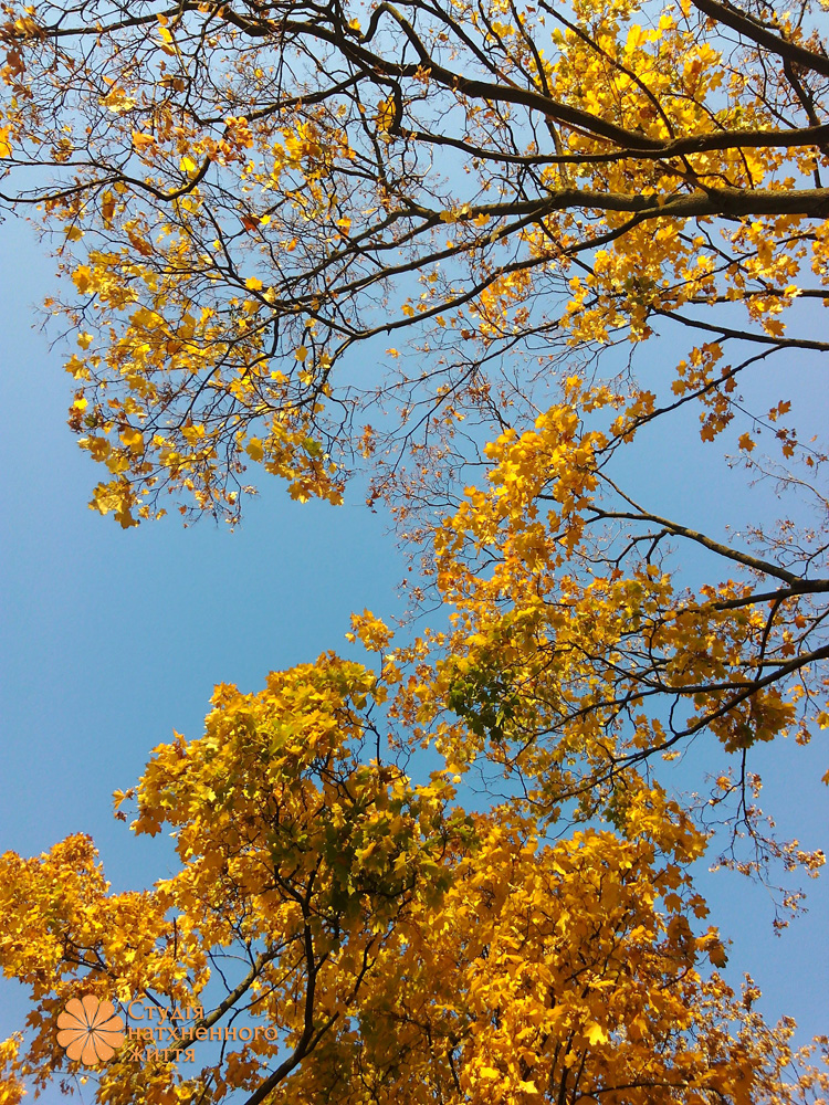 Золота осінь в Києві. Тренінгова компанія