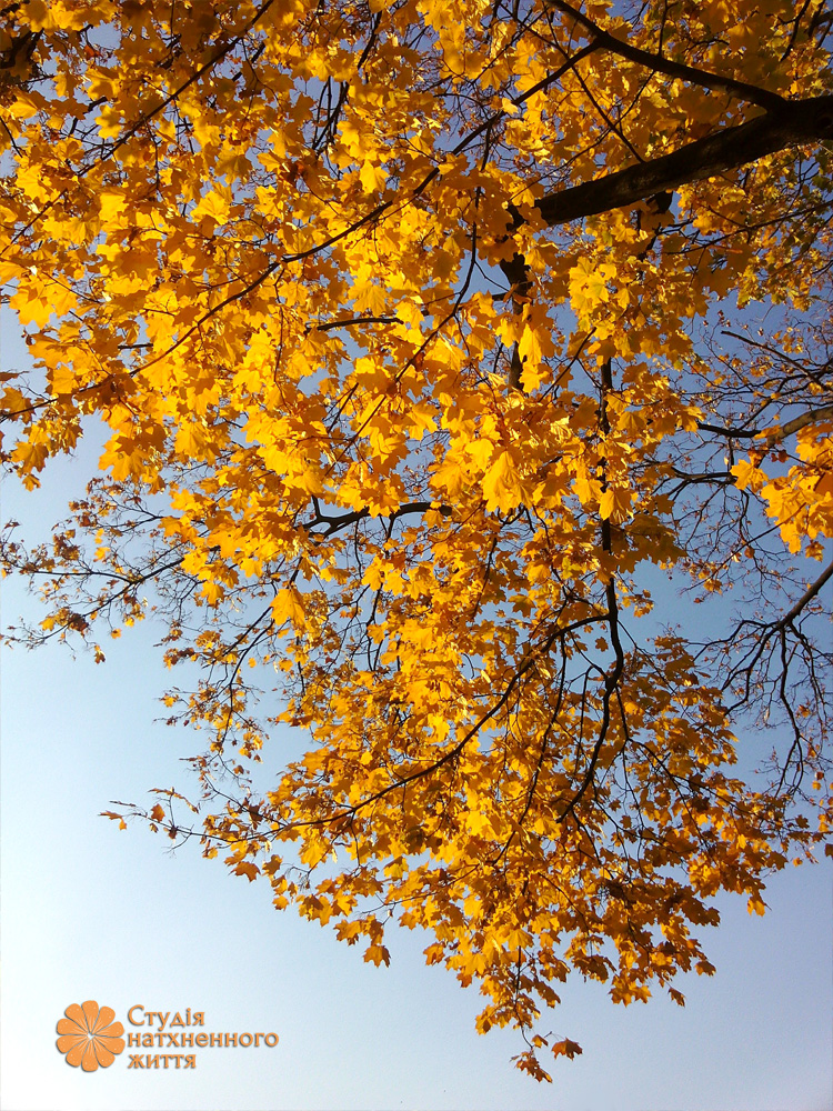 Золота осінь в Києві. Тренінгова компанія